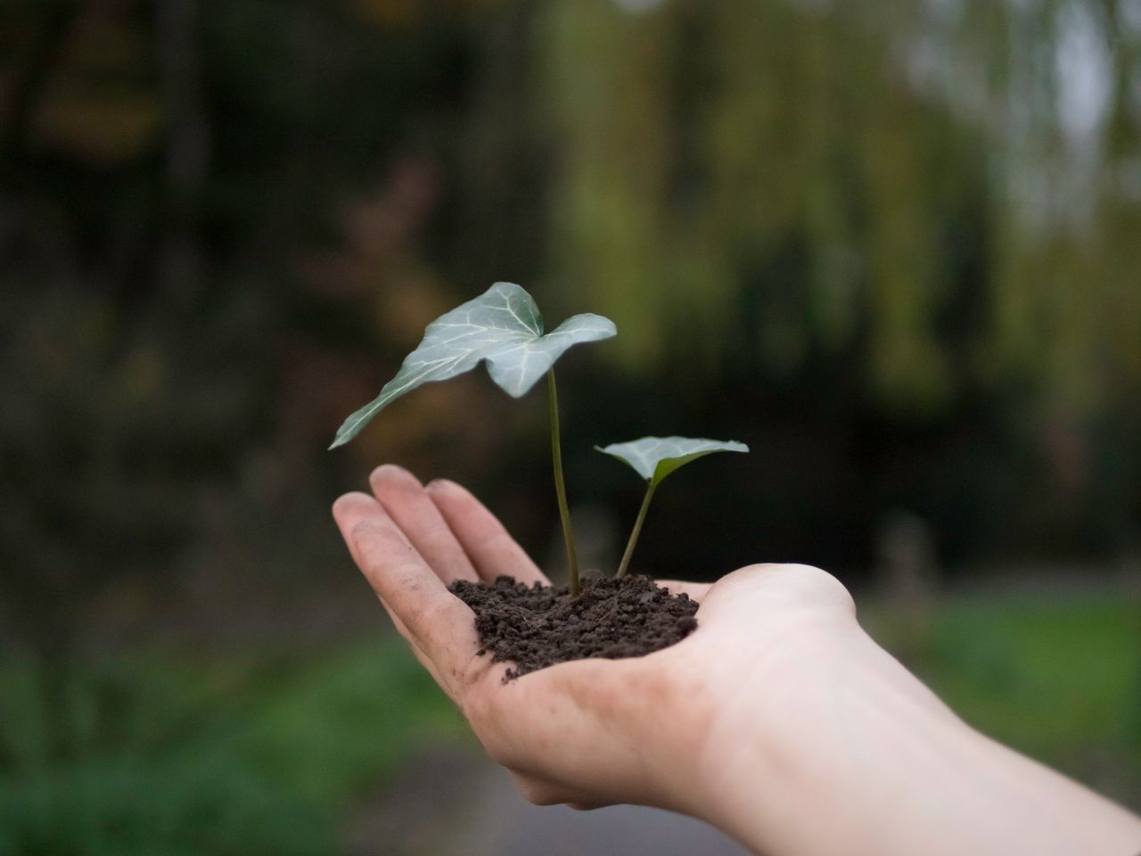 La diferencia entre crecer y crecer con orden